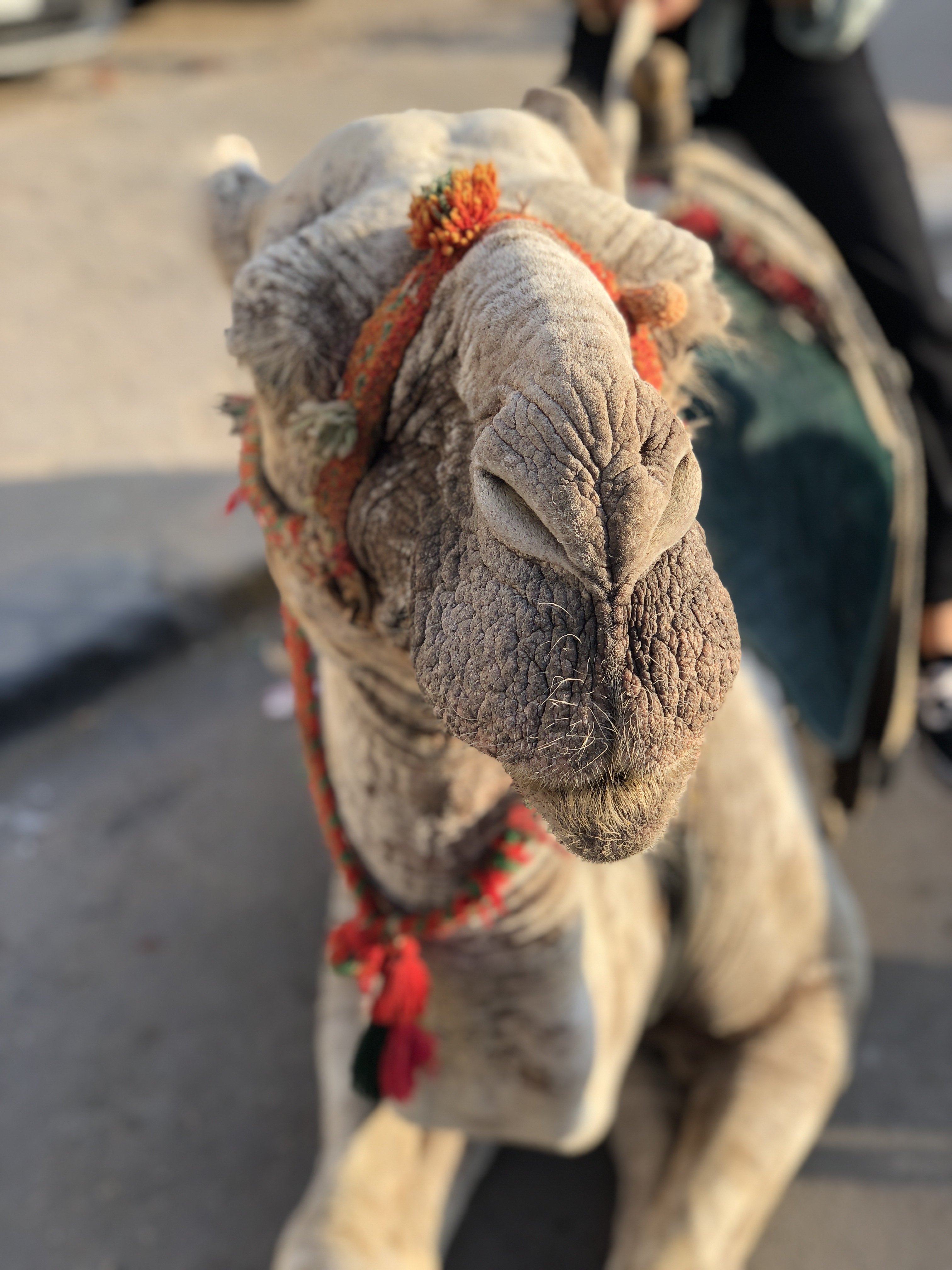 Camel